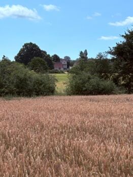 St Mary's Church seen across a field of ripening corn